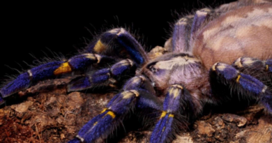 13 States Across America Where Tarantulas Might Surprise You