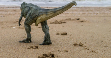 A 10-Year-Old Girl Went for a Walk on the Beach—and Stumbled Upon 5 Dinosaur Footprints